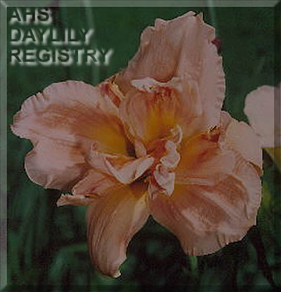 Charlene Sills AHS image