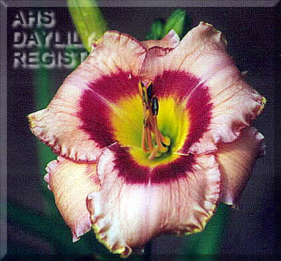Molly's Mentor AHS image