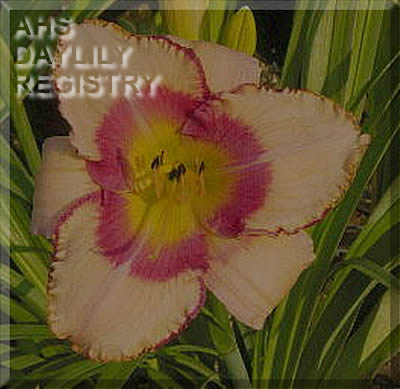 Summertime Promise AHS image