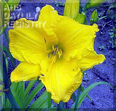 Gold Play AHS image
