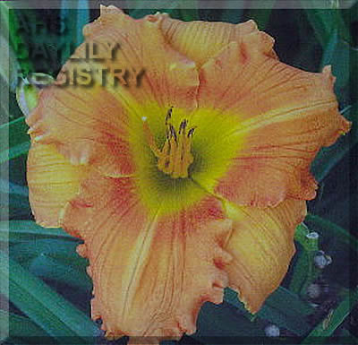 Carolina Orange Glow AHS image
