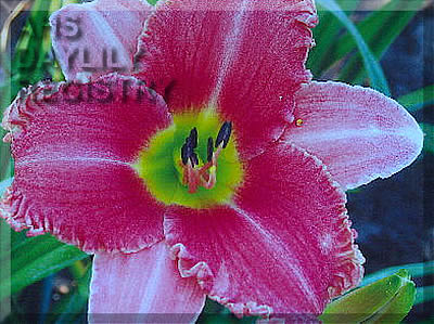 Carolina Big AHS image