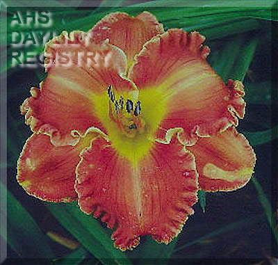 Carolina Biscuit AHS image