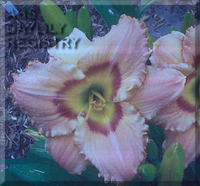 Canadian Wind Braid AHS image