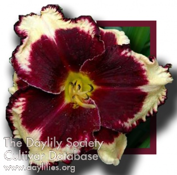 Jamaican Rita AHS image