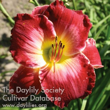 Scarlet Summer AHS image