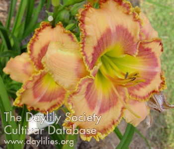 Margie Orene Branyon AHS image