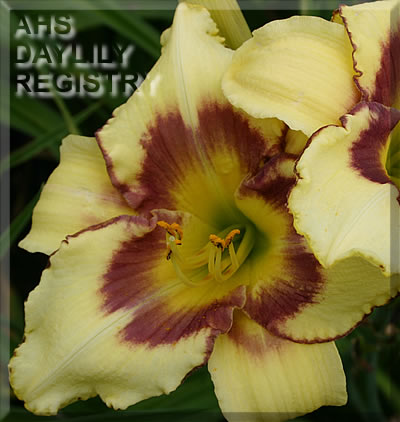 Noreen Genevieve AHS image