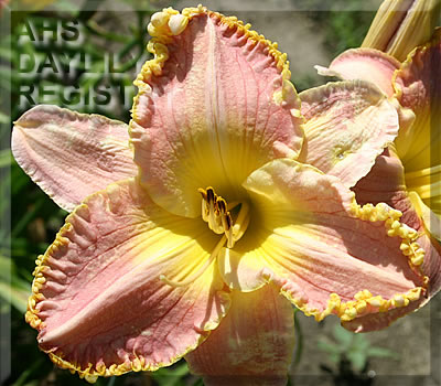 Hayfield Glory AHS image