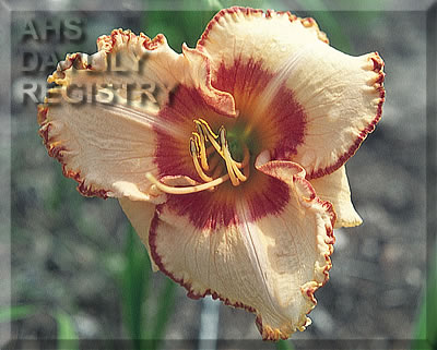 Hayfield Jester AHS image