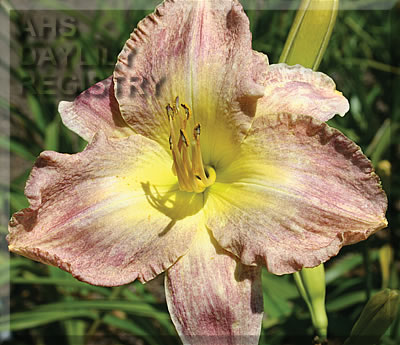 Hayfield Speckles AHS image