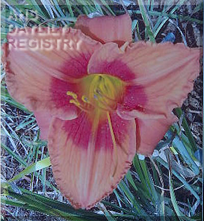 Sellstation Carnival AHS image