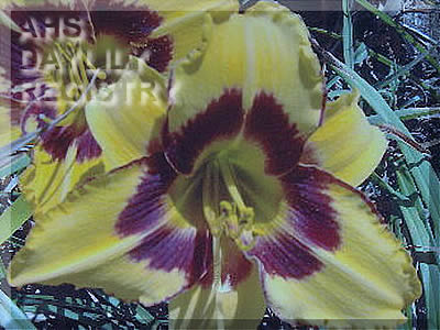 Sellstation Friendship AHS image
