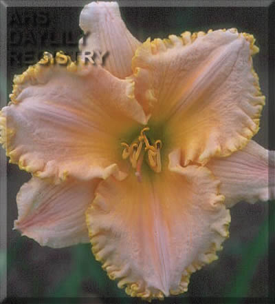 Angelic Symphony AHS image