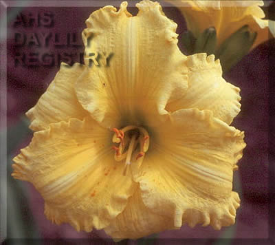 It Shouts Yellow AHS image