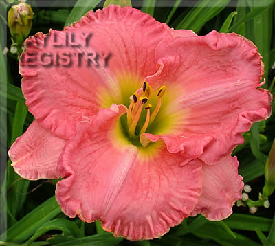 Cindy Daniel AHS image