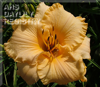 Faye Simonds AHS image