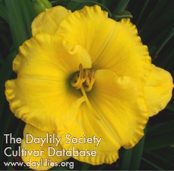 Golden Paradise AHS image