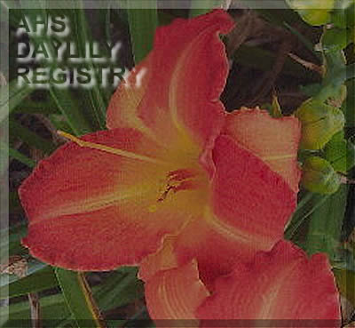 Flint Hills Granny Gracie AHS image