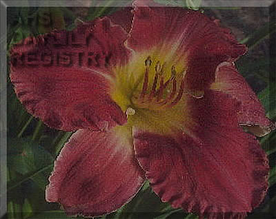 Flint Hills Joyce's Jubalea AHS image