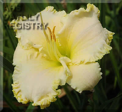 Juris White Dream AHS image