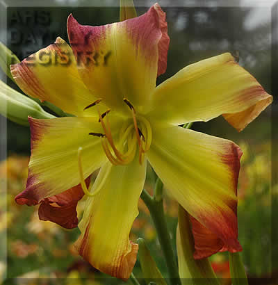 Juris Great Red AHS image