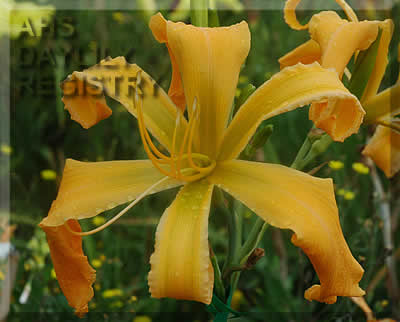 Juris Honey Spider AHS image