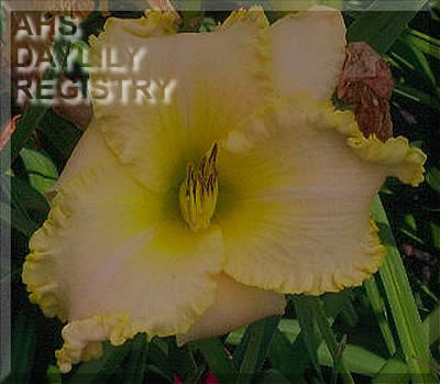 Betty Sturley AHS image