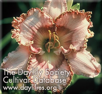 Her Sunday Frills AHS image
