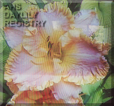 John Shannon Dailey AHS image