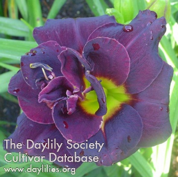 Dark Beauty AHS image