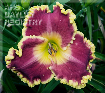 Flamboyant Diva AHS image