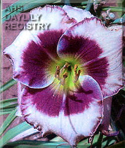 Southwest Plum Crazy AHS image