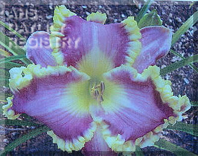 Mary Ivey AHS image