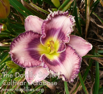 Purple Sombrero AHS image