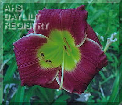 Pocco AHS image