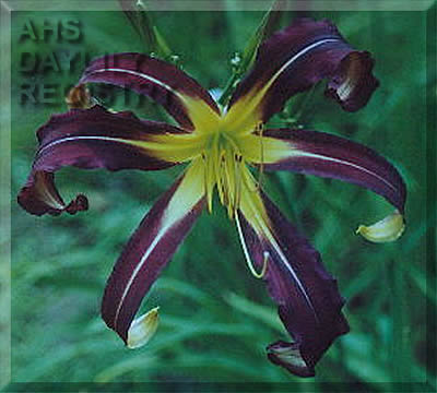 Sir Elton AHS image
