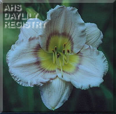 Copa Lola AHS image