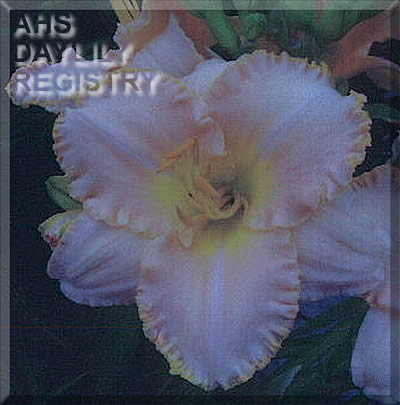 Carol's Gentle Presence AHS image