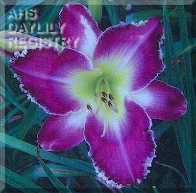 Pilgrim on Earth AHS image