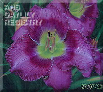She Walks in Beauty AHS image