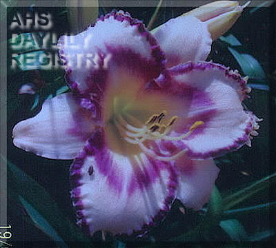 Ima Beauty AHS image
