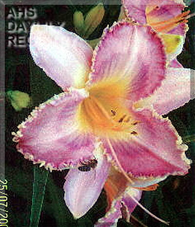 Lady of My Delight AHS image