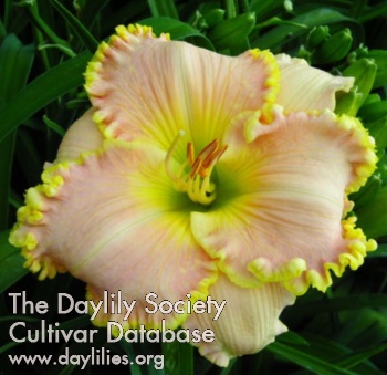Spacecoast Southern Belle AHS image