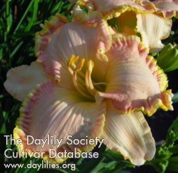 Spacecoast Bodacious Blush AHS image