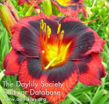 Spacecoast Devil's Eye - American Daylily Society