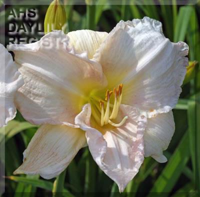 Johnnie Louise AHS image