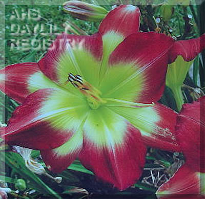 Forsyth Christmas Celebration AHS image