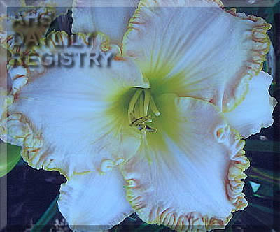 Forsyth Pink Surprise AHS image