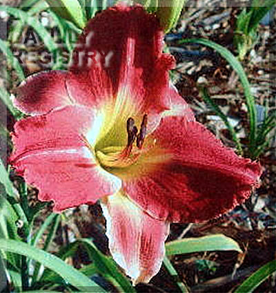 Ruby Variations AHS image